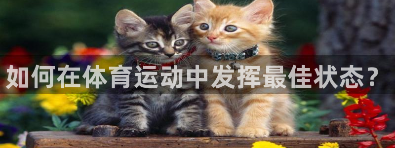 必一运动体育官网入口